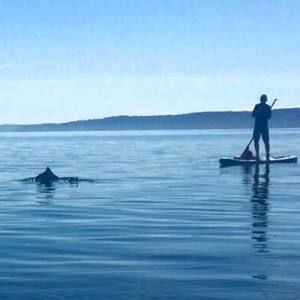 Meet your Posher, Simon